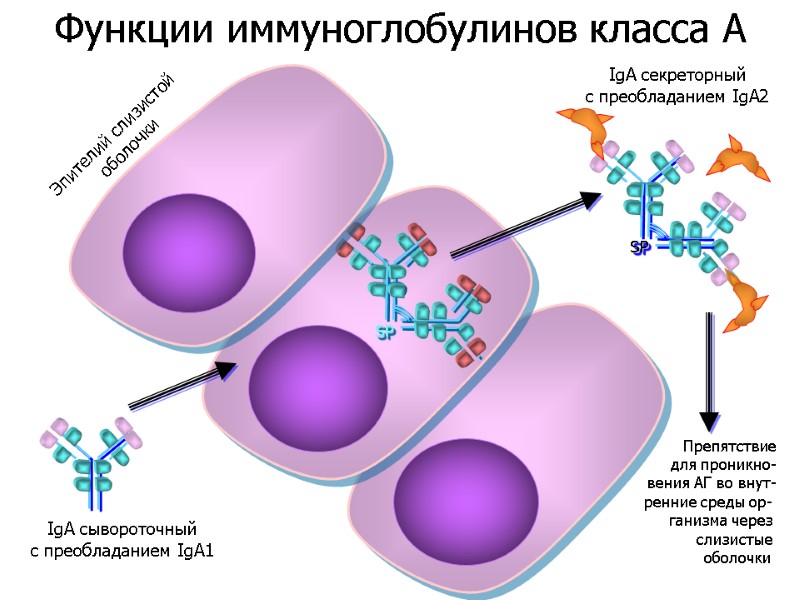 IgA сывороточный c преобладанием IgA1 SP SP SP IgA секреторный c преобладанием IgA2 Эпителий